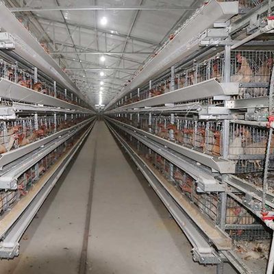 380V 3 चरण एक प्रकार की परत पिंजरों, यू आकार स्टील चिकन खिला उपकरण