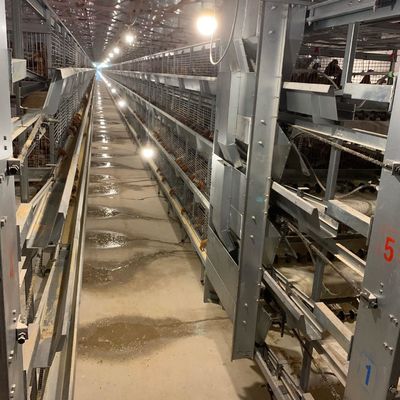 एच प्रकार गर्म जस्ती Q235 120 * 60 * 70 सेमी परत चिकन केज