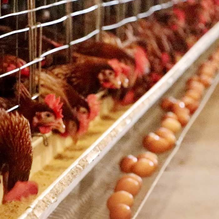 कस्टम डिजाइन चिकन बैटरी केज, 50HZ श्रम बचत एक प्रकार का चिकन पिंजरा