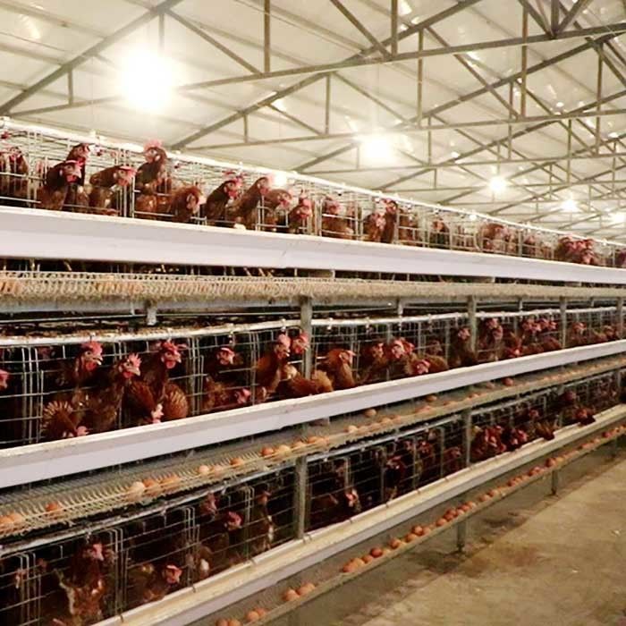 380V 3 चरण एक प्रकार की परत पिंजरों, यू आकार स्टील चिकन खिला उपकरण