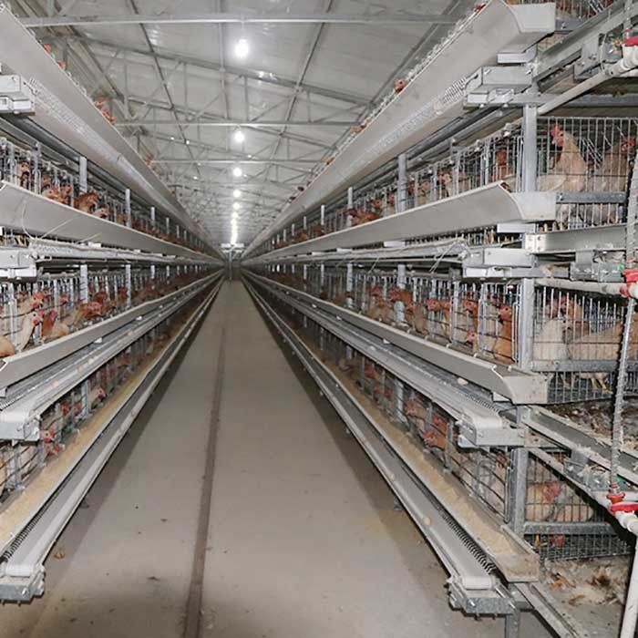 380V 3 चरण एक प्रकार की परत पिंजरों, यू आकार स्टील चिकन खिला उपकरण