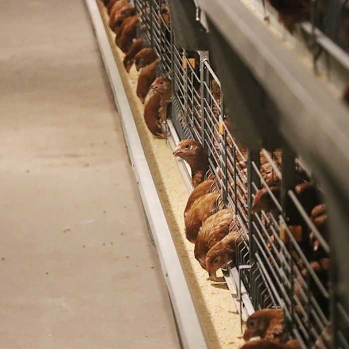 एंटीरस्ट चिकन एग लेयर केज बिछाने मुर्गियाँ बैटरी केज फार्मिंग