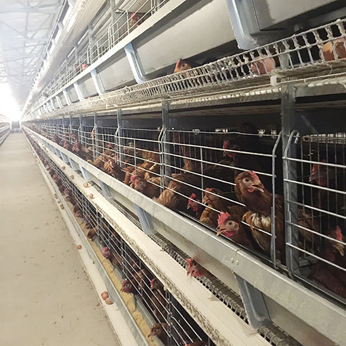 प्रकाश के साथ खेत की स्थापना चिकन चिकन पिंजरे उच्च दक्षता श्रम की बचत
