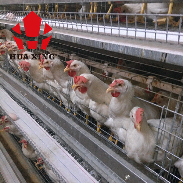 पिंजरे निर्माता 90 - 160 पक्षी गर्म जस्ती बिछाने मुर्गी पालन उपकरण परत चिकन पिंजरे